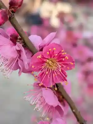 諏訪神社(東京都)