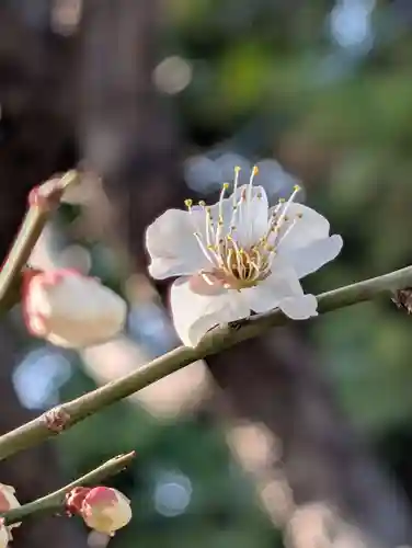 白山神社(東京都)