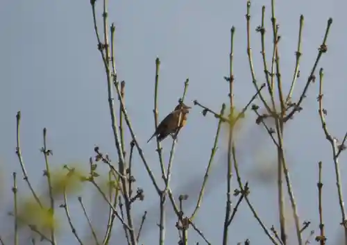 留辺蘂神社の動物