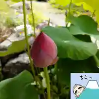 日蓮宗 総本山 塔頭 定林坊(じょうりんぼう)(山梨県)