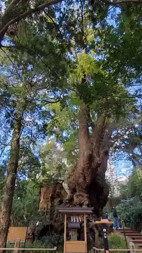 來宮神社の自然