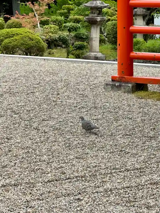 龍田大社の動物