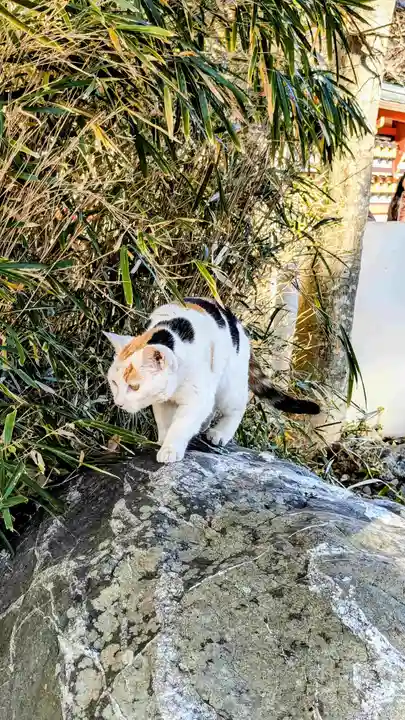 成田山新勝寺の動物