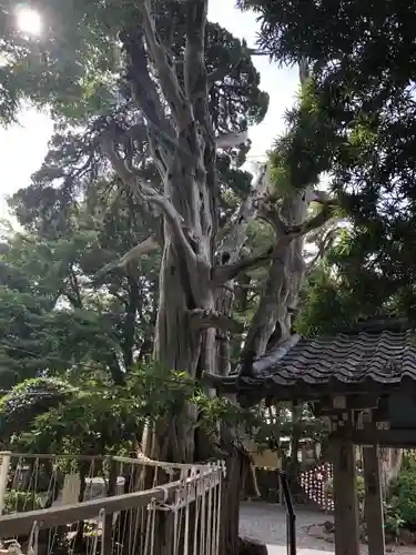 伊古奈比咩命神社の建物その他