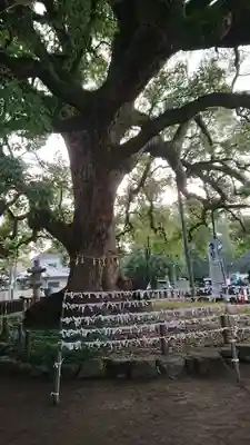 春日神社のその他建物