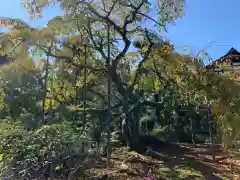 大寳寺の自然