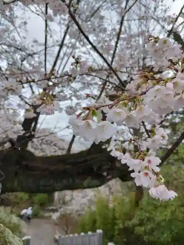 達磨寺(群馬県)
