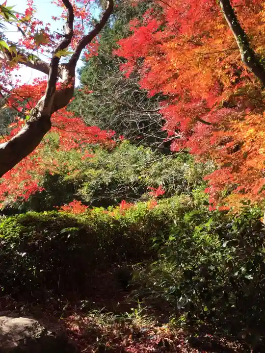 飯野高宮神山神社の自然