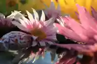 豊景神社の手水舎
