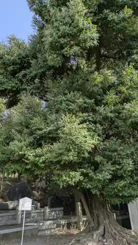 宇治神社の自然