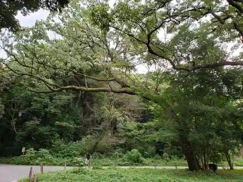 明治神宮の自然