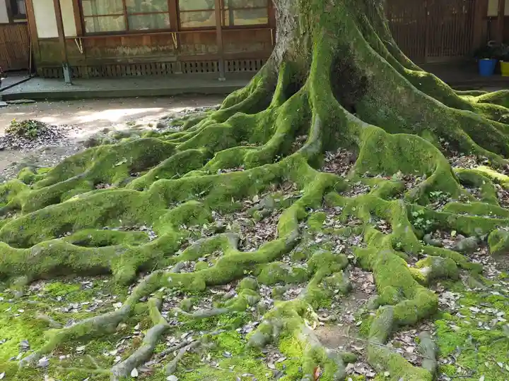 三国神社の自然