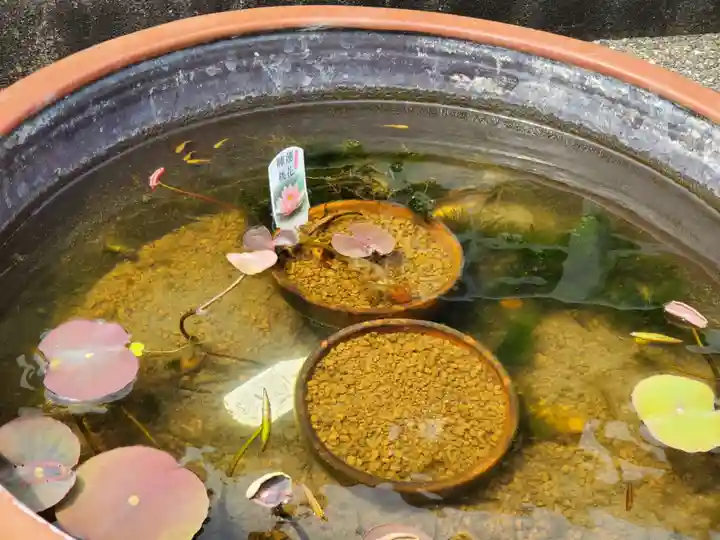 遠照山 光明寺(尼崎大仏)の自然