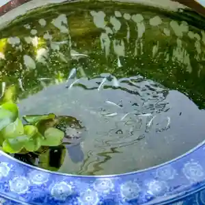 伊勢の国 四天王寺(三重県)(2025年05月14日(水) 13時32分37秒投稿)