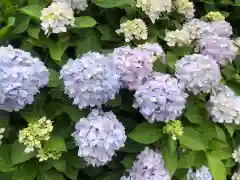 鴨島八幡神社の自然