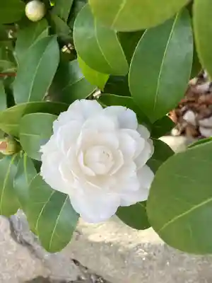 荘嚴浄土寺の自然