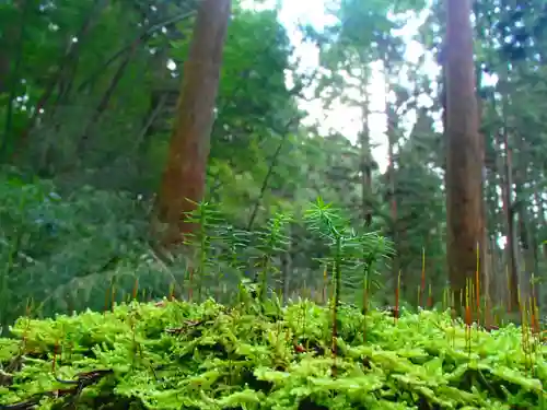 諏訪神社の自然