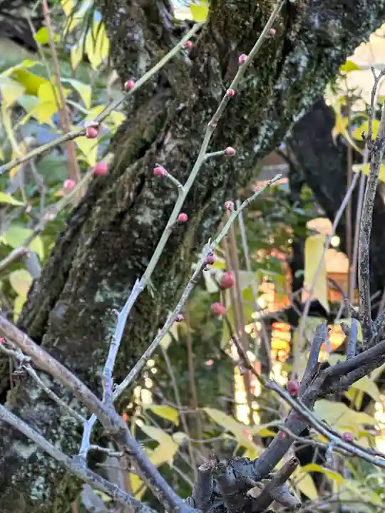 布多天神社の自然