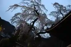 善福寺の自然