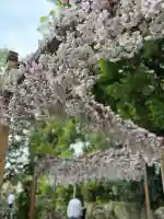 川越氷川神社(埼玉県)