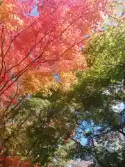 宝満宮竈門神社の自然