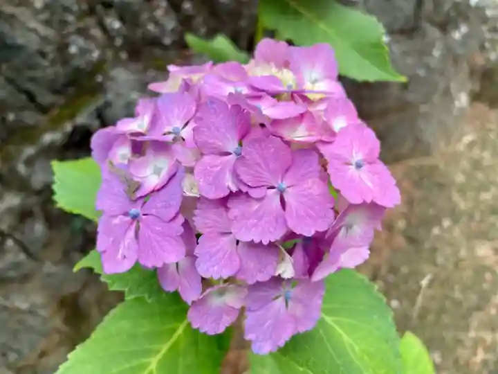 諏訪神社の自然
