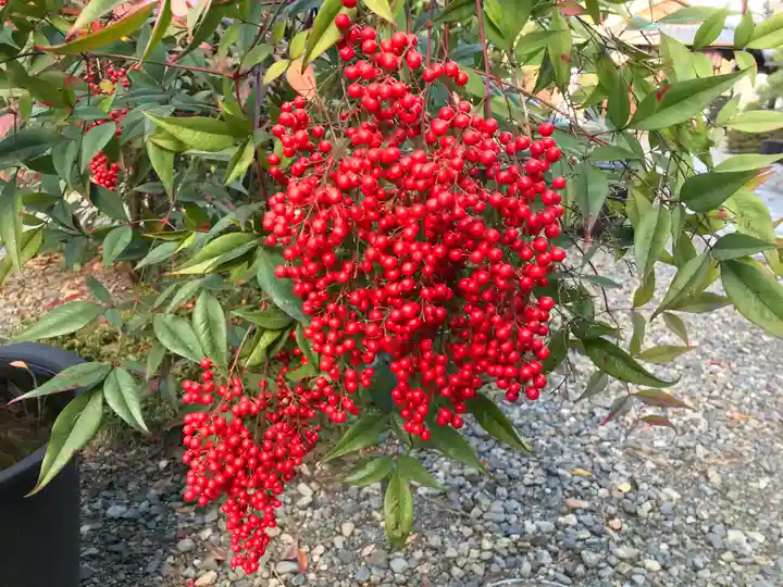 行願寺(革堂)の仏像