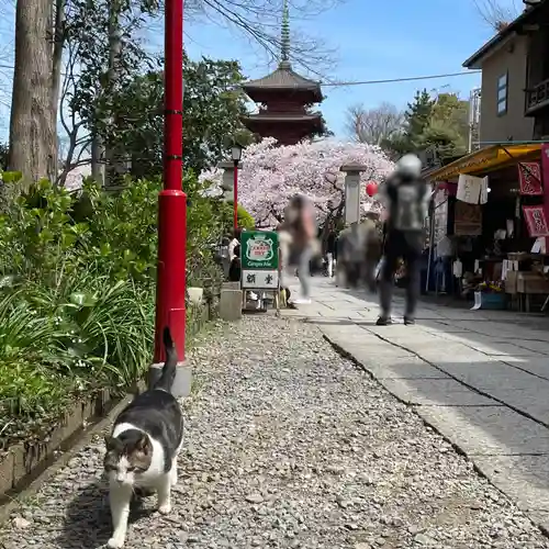 法華経寺の動物