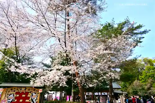 櫻木神社の自然