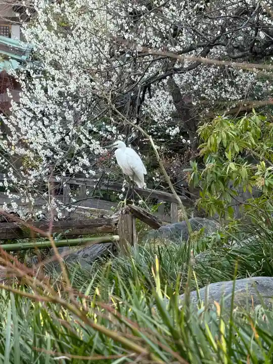 湯島天満宮の{uncategorized: "未分類", other: "その他", undefined: "問題あり", building: "その他建物", grave: "お墓", sacred_gate: "鳥居", guardian: "狛犬", statue: "像", buddha: "仏像", history: "歴史", nature: "自然", garden: "庭園", animal: "動物", pagoda: "塔", temizu: "手水舎", mountain_gate: "山門・神門", sanctuary: "本殿・本堂", subordinate: "末社・摂社", art: "芸術", scenery: "景色", jizo: "地蔵", ema: "絵馬", goshuin: "御朱印", omikuji: "おみくじ", items: "授与品その他", amulet: "お守り", goshuincho: "御朱印帳", eats: "食事", festival: "お祭り", votive_dance: "神楽", shichigosan: "七五三参", wedding: "結婚式", experience: "体験その他", initially: "初詣", around: "周辺", anti_infection: "感染症対策"}