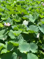 旗上弁財天社の自然