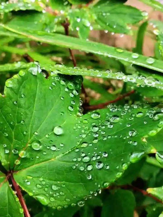 鳩森八幡神社の自然
