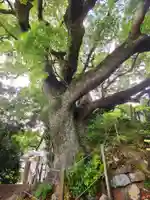 海童神社(佐賀県)