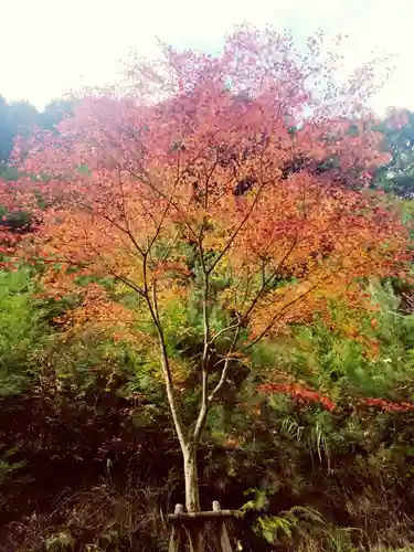 千如寺大悲王院の自然