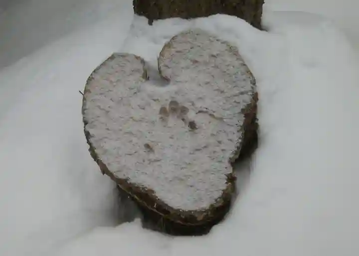 大谷地神社の自然