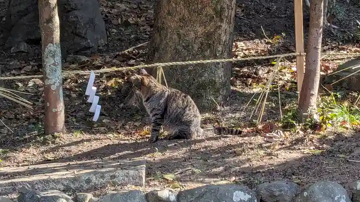 八坂神社(祇園さん)(京都府)