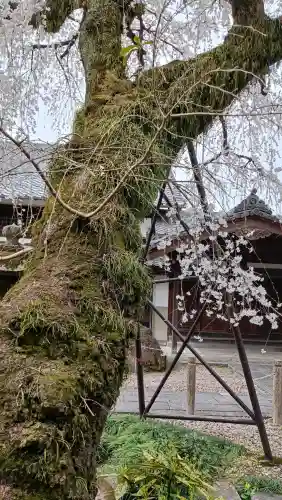 円明寺の{uncategorized: "未分類", other: "その他", undefined: "問題あり", building: "その他建物", grave: "お墓", sacred_gate: "鳥居", guardian: "狛犬", statue: "像", buddha: "仏像", history: "歴史", nature: "自然", garden: "庭園", animal: "動物", pagoda: "塔", temizu: "手水舎", mountain_gate: "山門・神門", sanctuary: "本殿・本堂", subordinate: "末社・摂社", art: "芸術", scenery: "景色", jizo: "地蔵", ema: "絵馬", goshuin: "御朱印", omikuji: "おみくじ", items: "授与品その他", amulet: "お守り", goshuincho: "御朱印帳", eats: "食事", festival: "お祭り", votive_dance: "神楽", shichigosan: "七五三参", wedding: "結婚式", experience: "体験その他", initially: "初詣", around: "周辺", anti_infection: "感染症対策"}