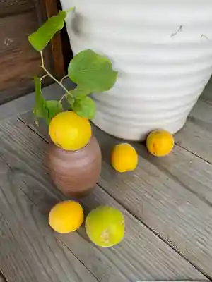 妙蓮寺(神奈川県)