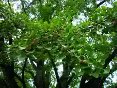 稲田禅房西念寺（稲田御坊）の自然