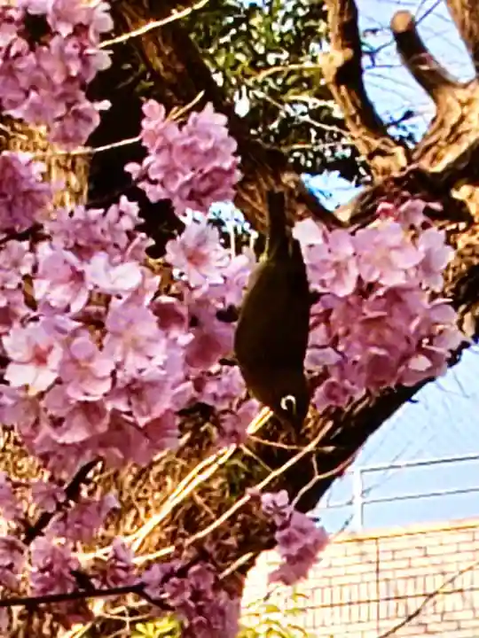 鳩森八幡神社の動物