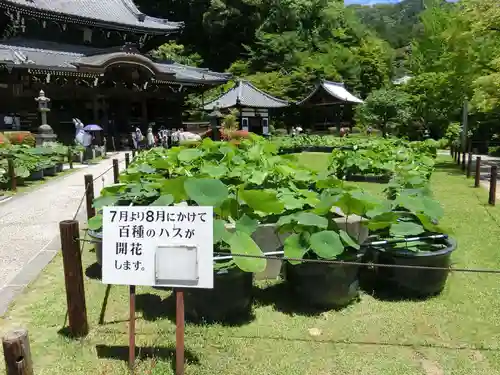 三室戸寺の庭園