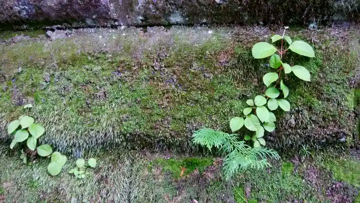 義經神社の自然