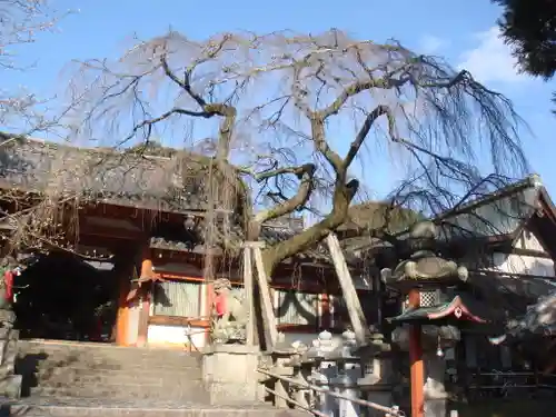 氷室神社の自然