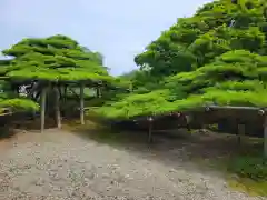 善峯寺の自然