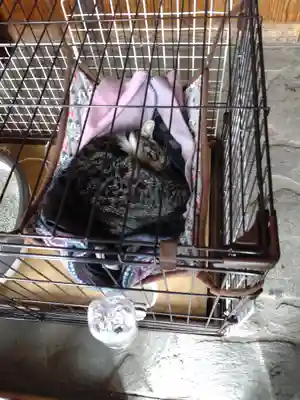 前玉神社(埼玉県)