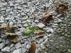 屋久島大社の動物