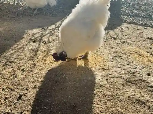 高屋敷稲荷神社(福島県)