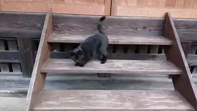 熊野神社の動物