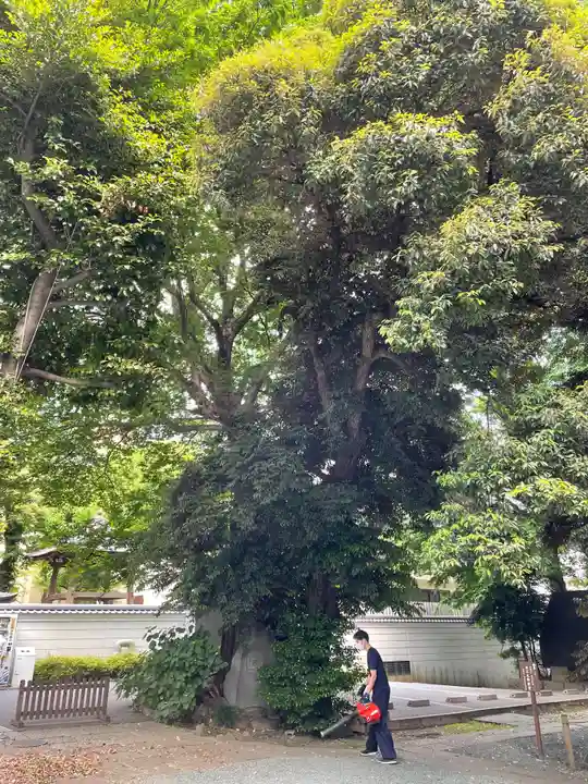 金王八幡宮の自然