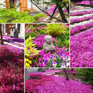 寿量山 速成寺の庭園(2019年05月08日(水) 09時25分58秒投稿)